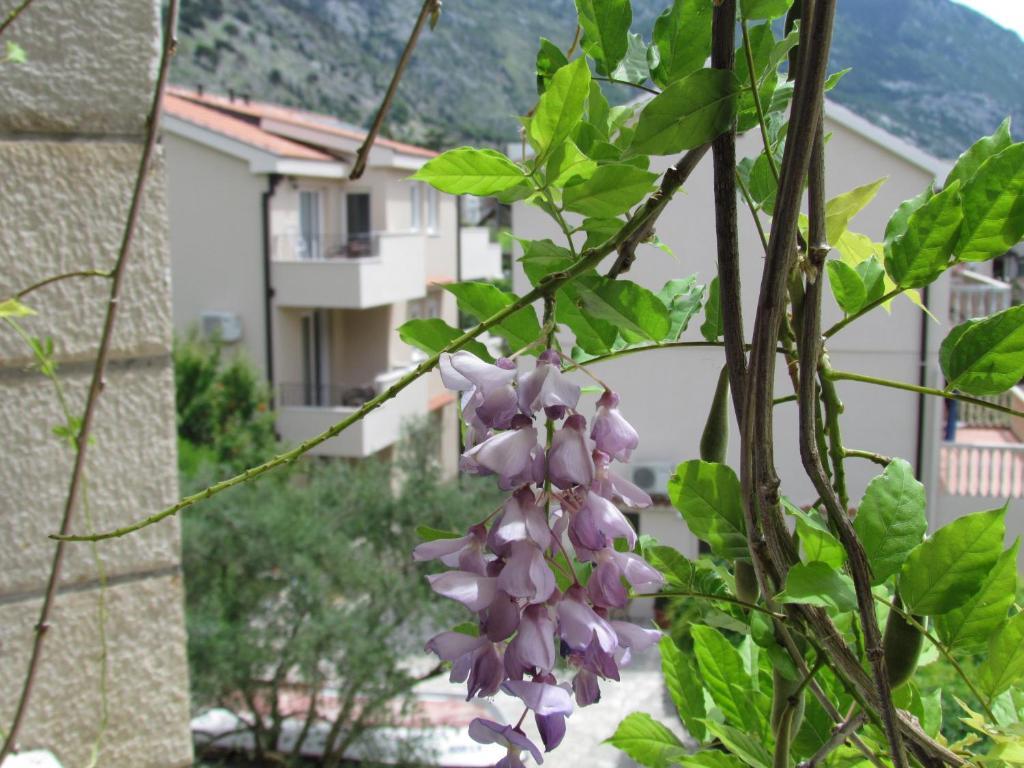 Apartmani Kovacevic Kotor Room photo
